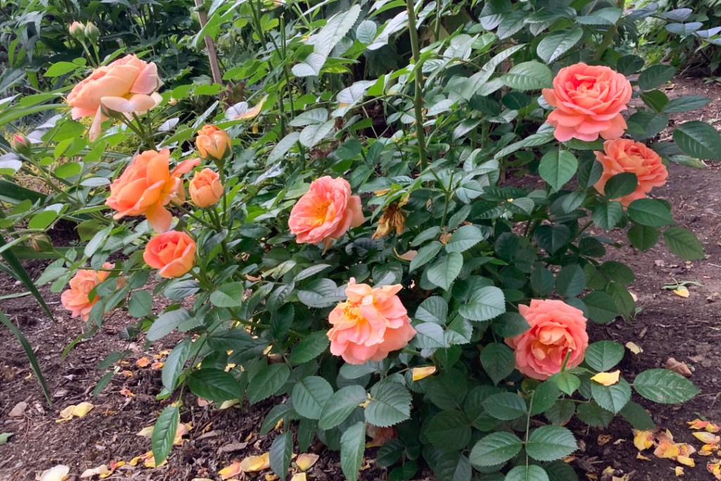 A close-up view of a flowering Chinook Sunrise Rose bush, showcasing multiple peach-colored roses in various bloom stages surrounded by green leaves.