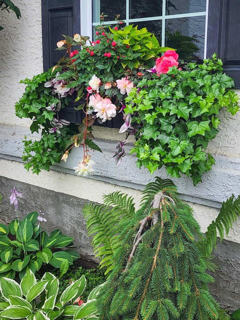 A vibrant window box overflowing with various flowers, including begonia and ivy, set against a textured wall and a backdrop of green foliage.