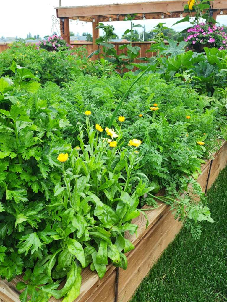 A vibrant vegetable garden overflowing with greens, herbs, and yellow flowers, surrounded by wooden garden beds and a trellis in the background.