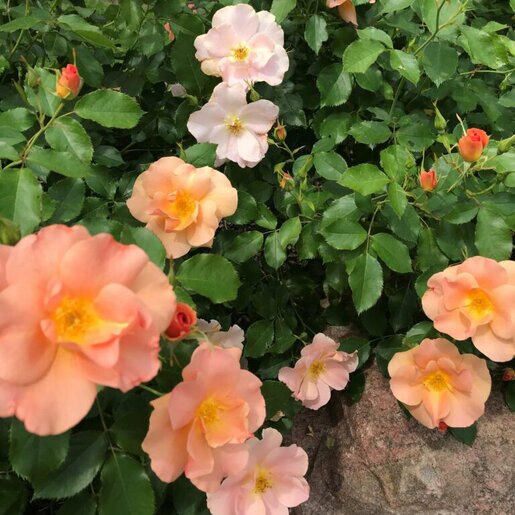 A close-up view of blooming 'Chinook Sunrise' roses featuring soft pink and peach flowers surrounded by lush green leaves.