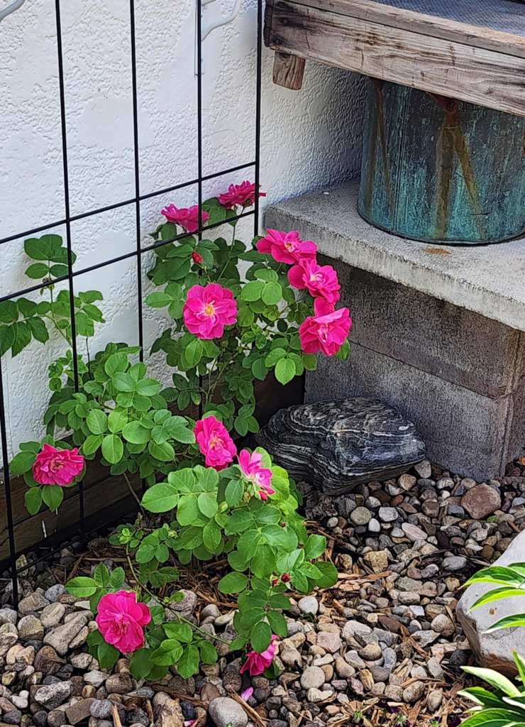 A vibrant pink flowering rose bush with lush green leaves, positioned next to a trellis and a stone surface.