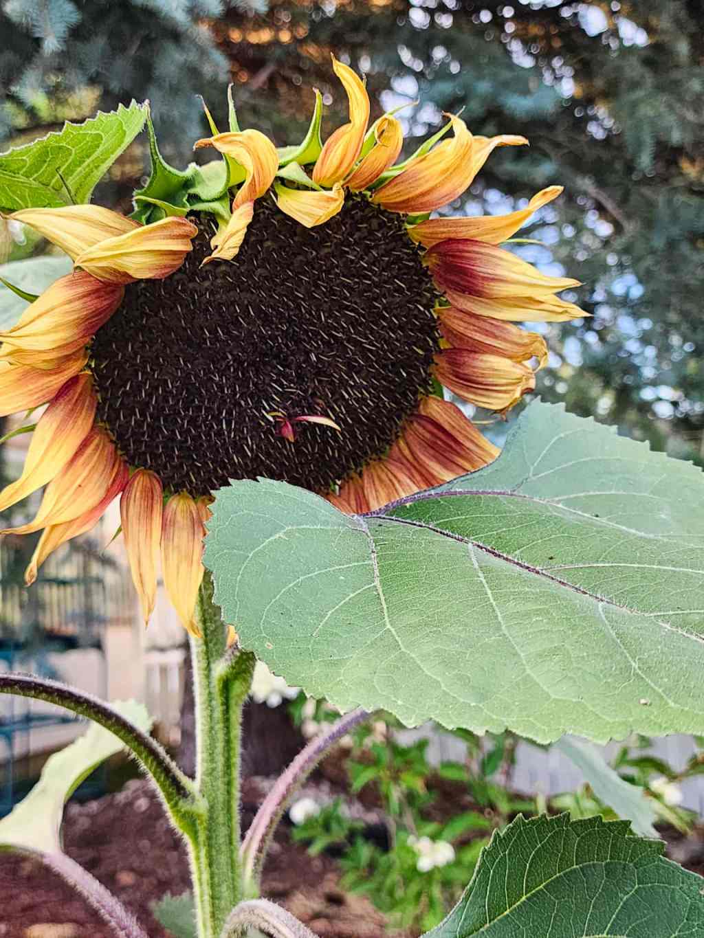 Sunday Potager Ramblings&nbsp;#47