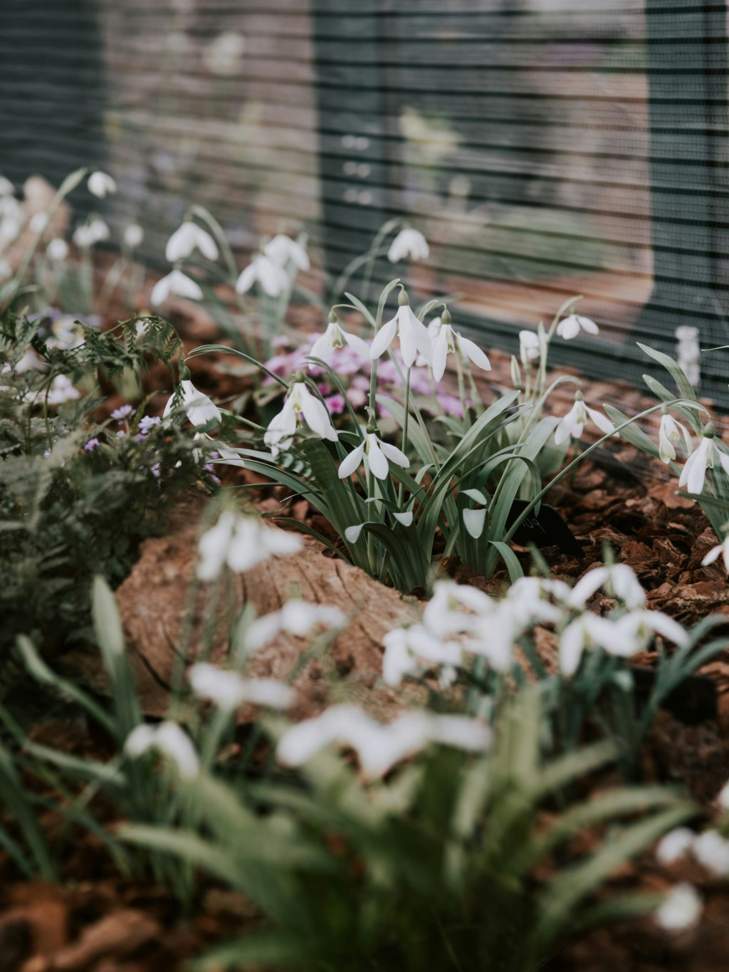 8 Deer & Bunny Resistant Bulbs To Plant Now For&nbsp;Spring