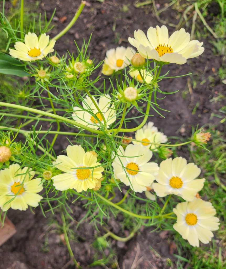 A cluster of yellow cosmos flowers with green fern-like leaves, growing in a garden soil environment.