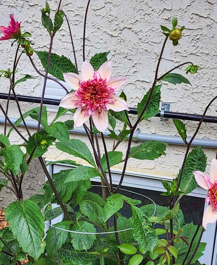 A dahlia flower in bloom, showcasing delicate pink petals with a vibrant center, surrounded by green leaves and a textured wall in the background.