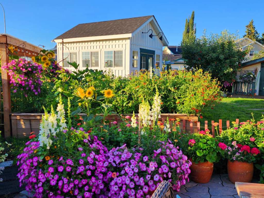 A vibrant garden scene featuring a variety of colorful flowers in bloom, including petunias, sunflowers, and snapdragons, with a quaint white shed in the background.