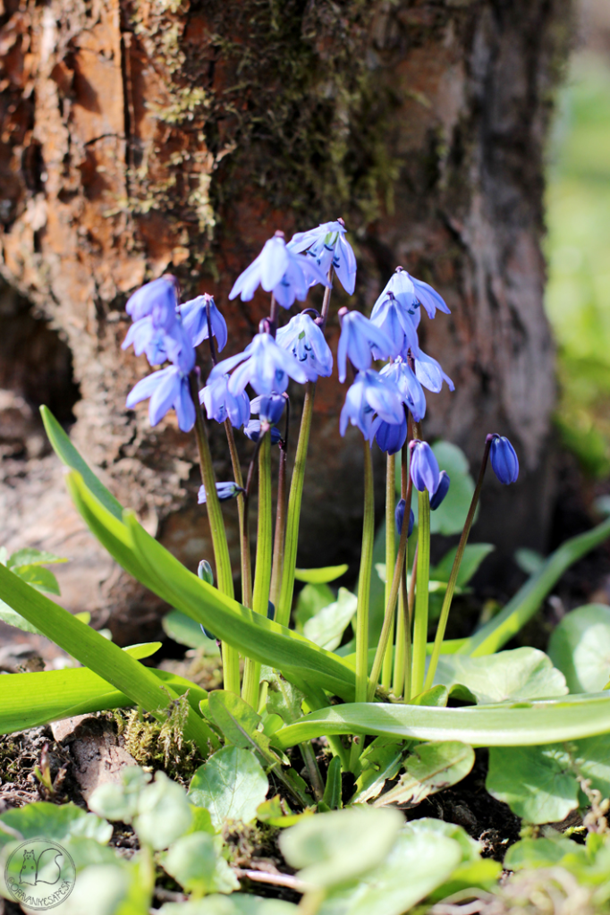 A cluster of delicate blue flowers, known as Siberian Squill, blooming amidst green leaves near a tree trunk.
