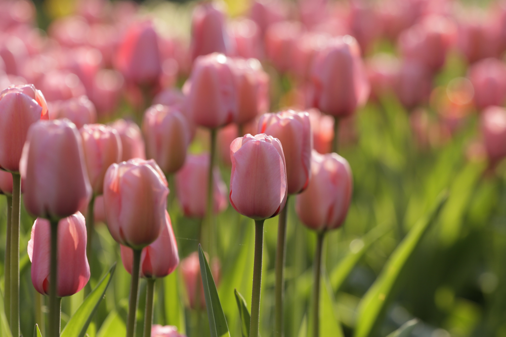 A close-up view of pink tulips blooming in a garden, with their delicate petals and green leaves creating a vibrant spring scene.