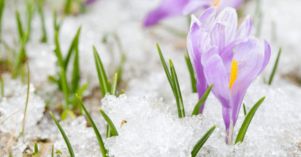 Purple crocus flowers emerging from snow with green shoots.