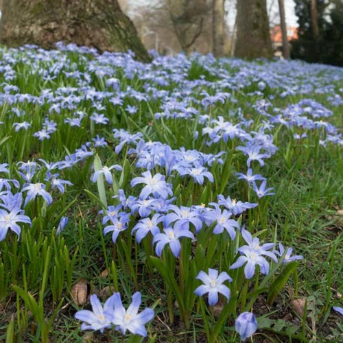 A field of delicate blue 'Glory of the Snow' flowers blooming in a grassy area, surrounded by trees.