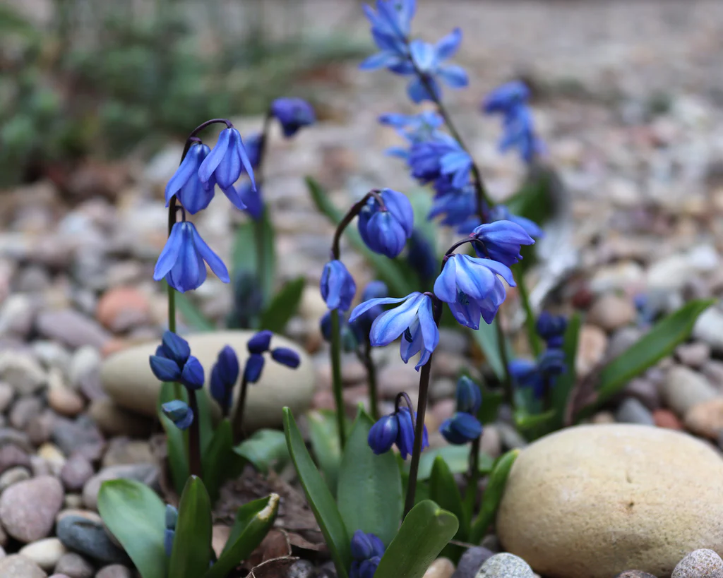 A cluster of delicate blue flowers, likely Siberian Squill (Scilla siberica), blooming among stones in a garden setting.