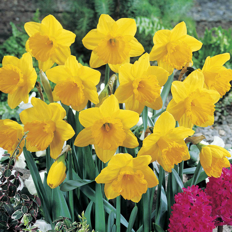 A cluster of bright yellow daffodils in full bloom, surrounded by green foliage and a hint of colorful flowers in the background.