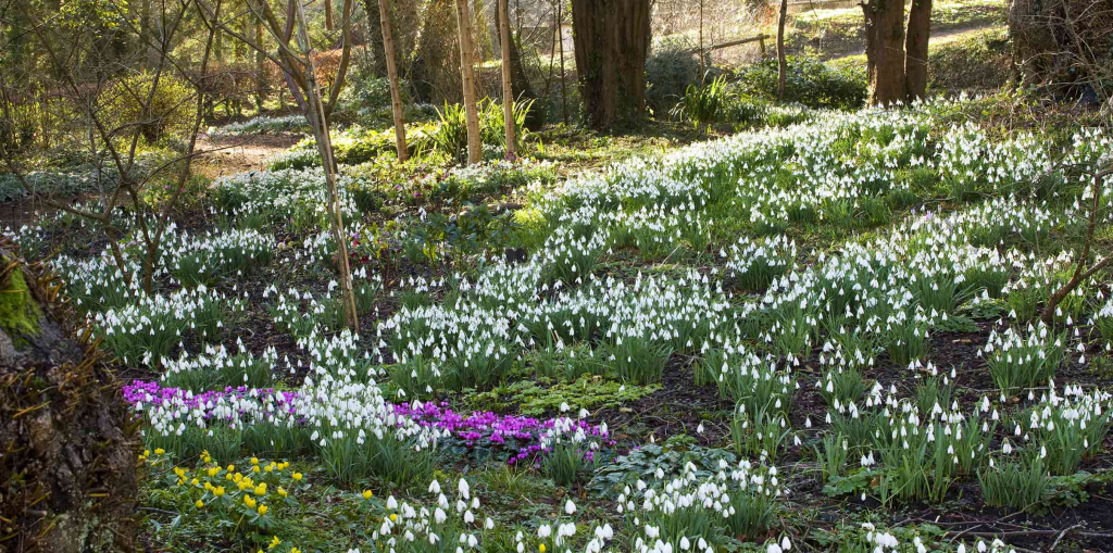 A beautiful spring garden filled with blooming white snowdrop flowers among lush green foliage and colorful flowers, creating a vibrant landscape under tall trees.