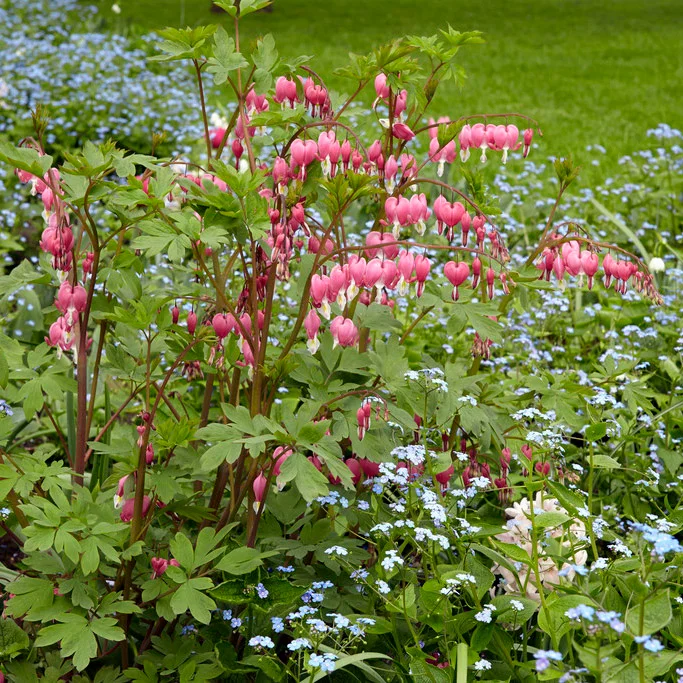 A cluster of pink bleeding heart flowers (Dicentra) surrounded by delicate blue forget-me-not blooms in a garden setting.