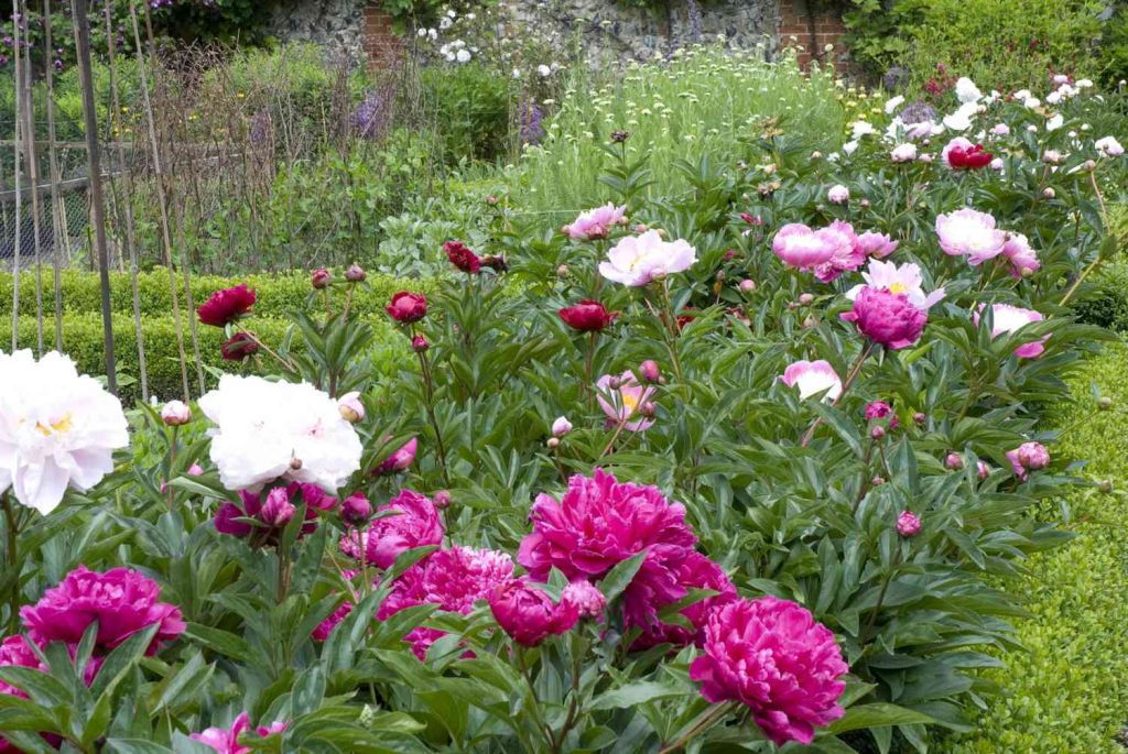 A vibrant flower garden featuring a variety of peonies in shades of pink and white, showcasing lush green foliage and a neatly arranged landscape.