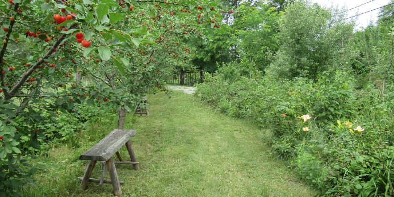 A picturesque garden path lined with trees bearing red fruit and lush greenery, featuring wooden benches on either side.