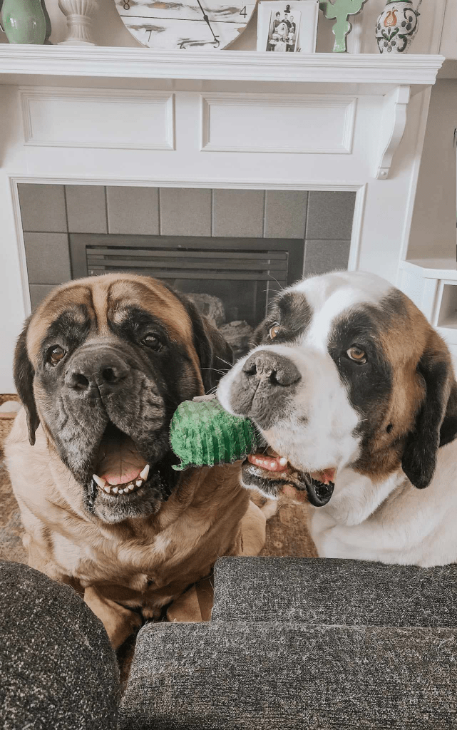 Two large dogs playfully tugging on a green toy in a cozy living room setting.