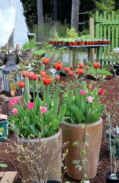 5 Must Have Spring Flowering&nbsp;Bulbs