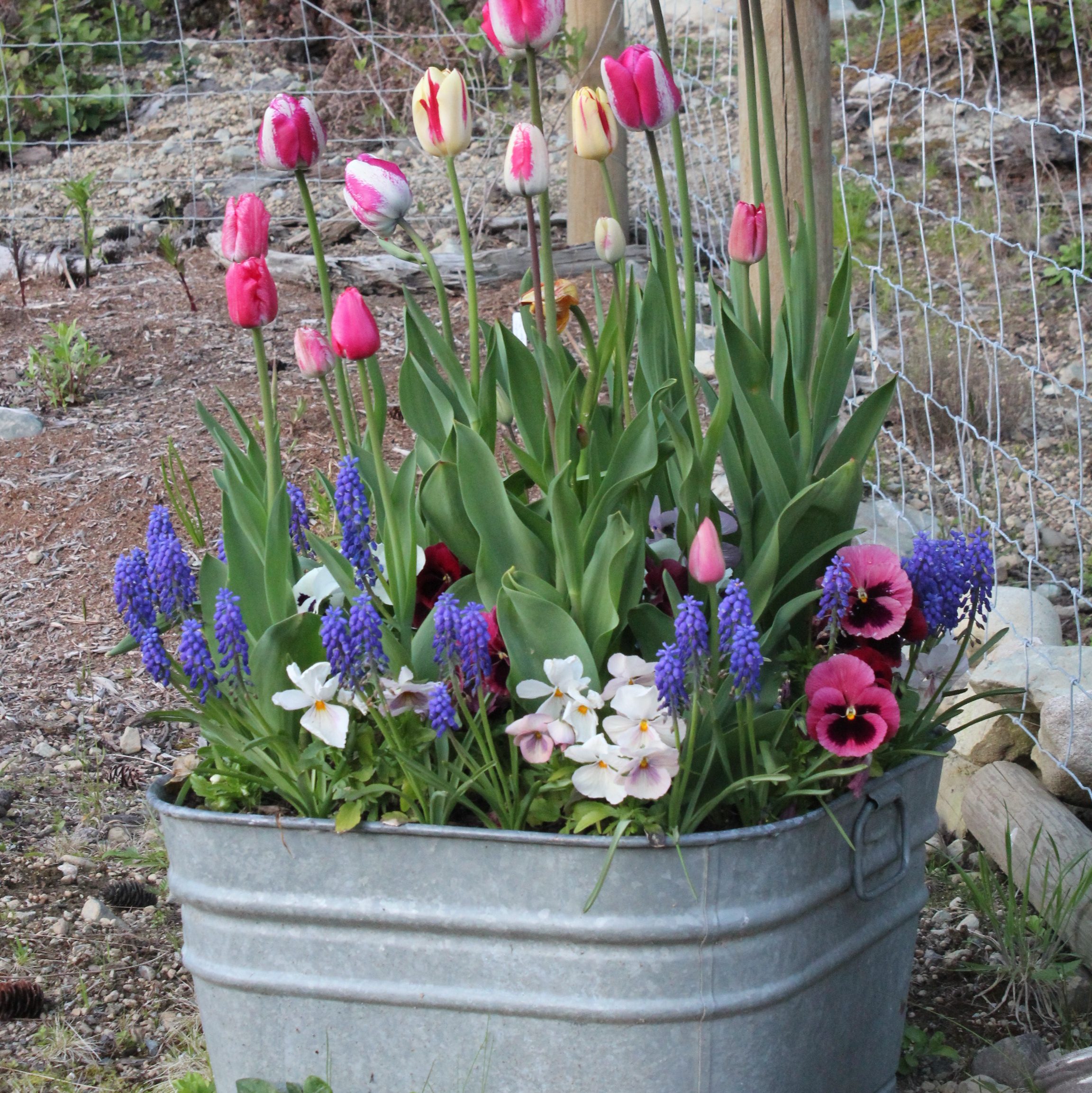A metal container filled with a vibrant mixed arrangement of tulips, grape hyacinths, pansies, and white flowers, set against a rustic background.
