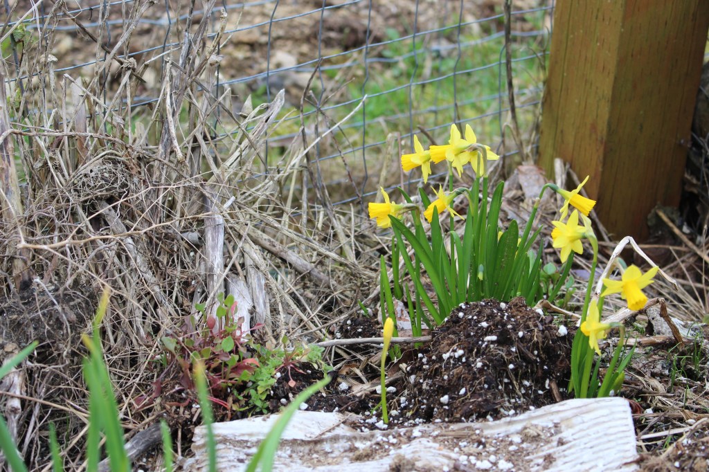 A cluster of yellow daffodils blooming in a garden, surrounded by dry plant debris and soil.