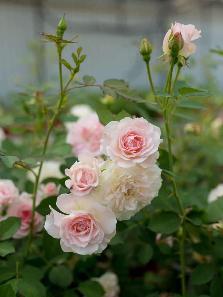 Close-up of pink and cream roses with green leaves and buds in the background, showcasing the delicate flower layers.