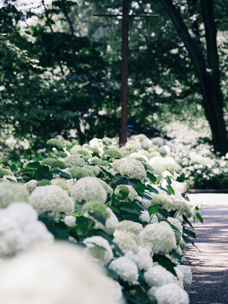 A pathway lined with vibrant white hydrangea flowers in a lush green garden setting.