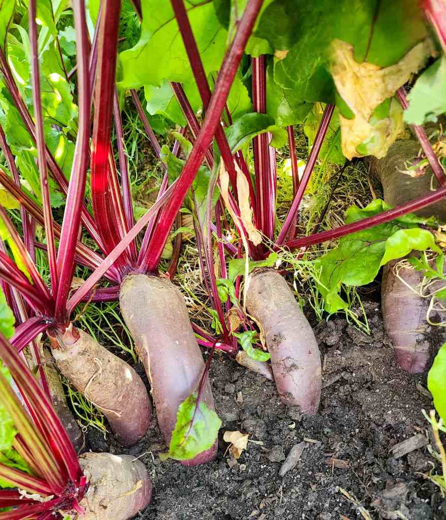 Close-up view of beetroots in rich, dark soil, showcasing vibrant red stems and leafy greens.