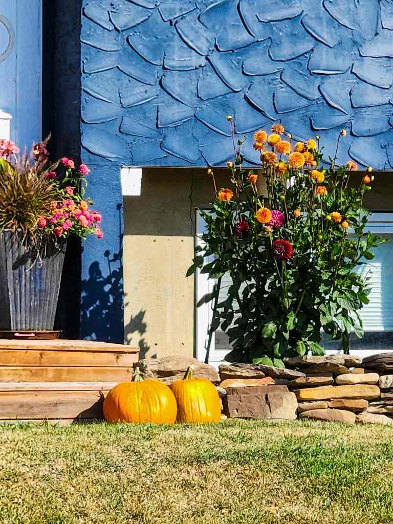 Brightly colored zinnias and two pumpkins in a garden setting with a blue house in the background.