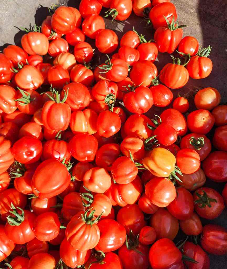 A close-up view of freshly harvested, ripe red tomatoes piled together, showcasing their vibrant color and natural sheen.