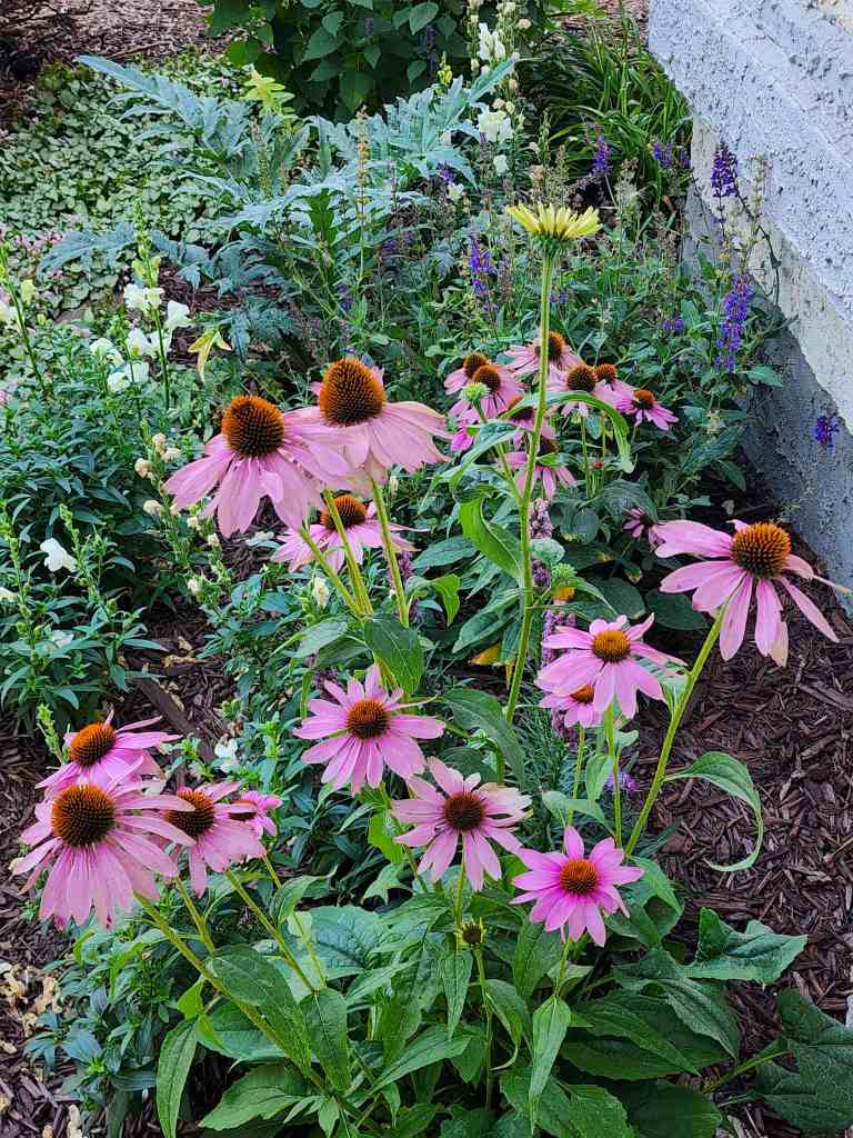 A vibrant display of pink echinacea flowers surrounded by various green plants in a garden setting.