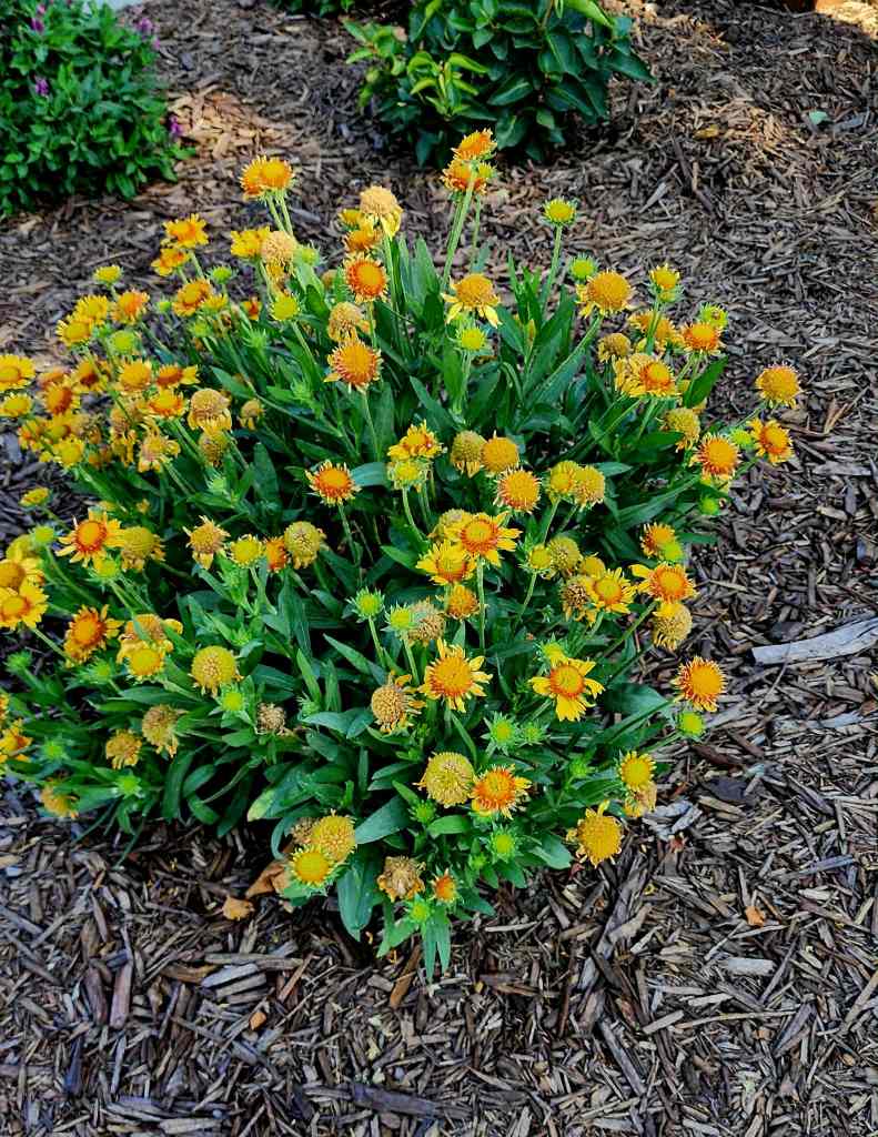 A bushy plant with bright yellow and orange flowers surrounded by mulch in a garden setting.