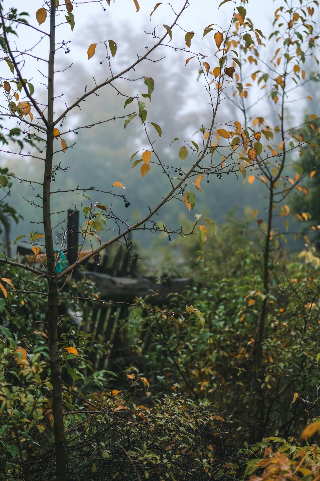 Sunday Ramblings #51