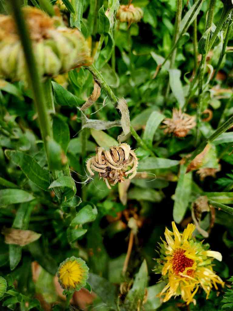 Close-up of a cluster of flower buds, showing one fully formed calendula seed head amidst green leaves and yellow flowers in a garden setting.