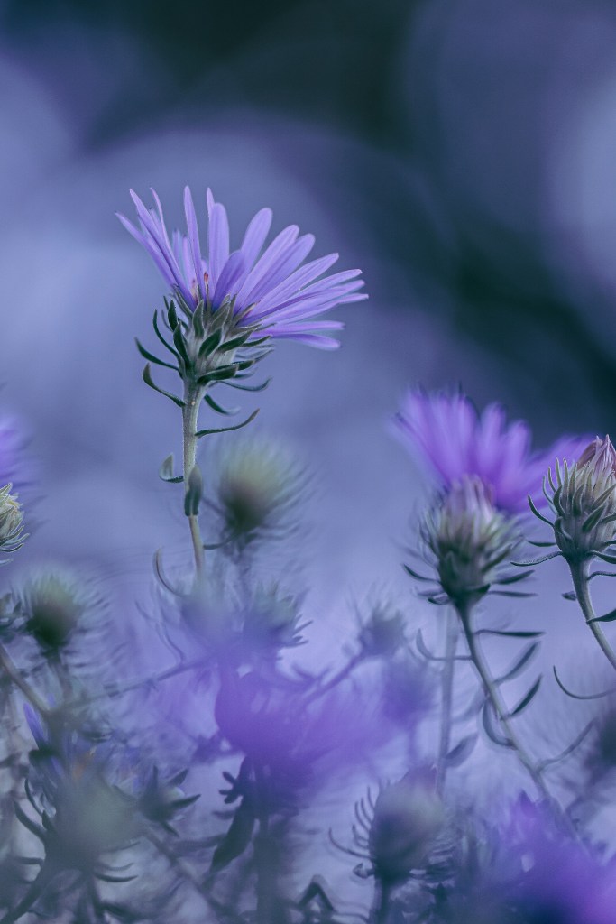 A close-up view of purple aster flowers surrounded by soft blurred greenery.
