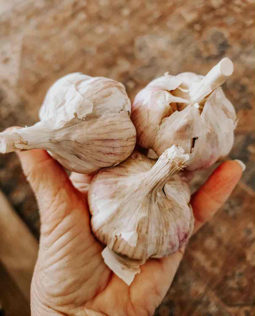 A person's hand holding three heads of garlic against a blurred background.