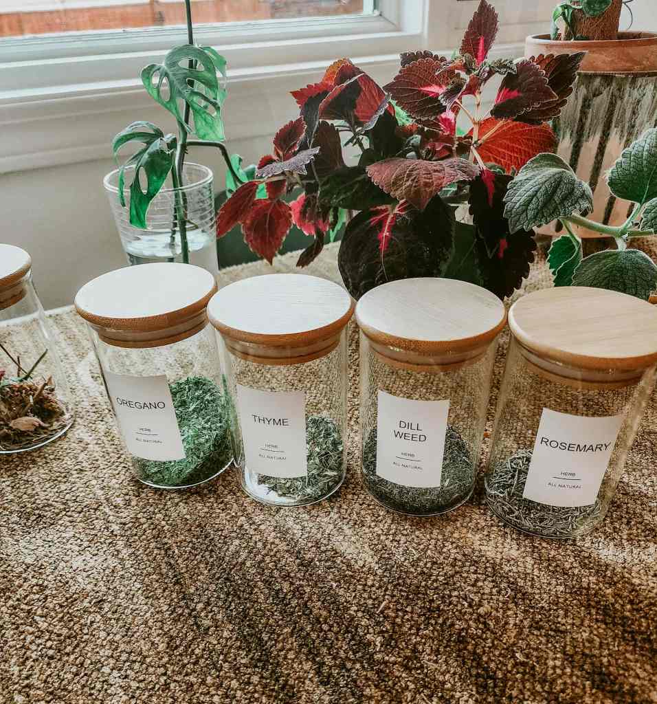 Five glass jars filled with dried herbs labeled 'Oregano', 'Thyme', 'Dill Weed', and 'Rosemary', arranged on a textured surface with a colorful potted plant in the background.