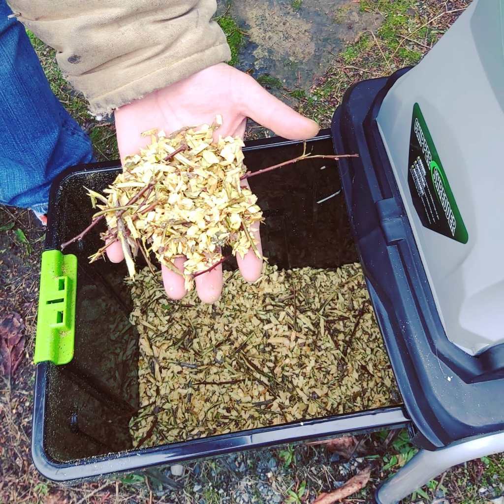 A hand holding shredded wood chips above a garden chipper/shredder container filled with mulch. 