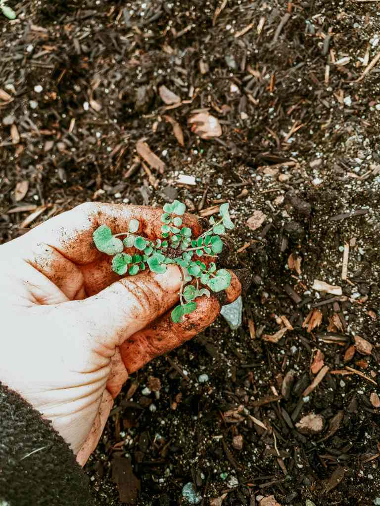 A hand holding small green seedlings with soil on the fingers, set against a background of dark, textured soil.