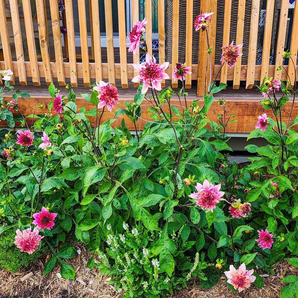 A vibrant garden with pink flowers and lush green leaves in front of a wooden structure.