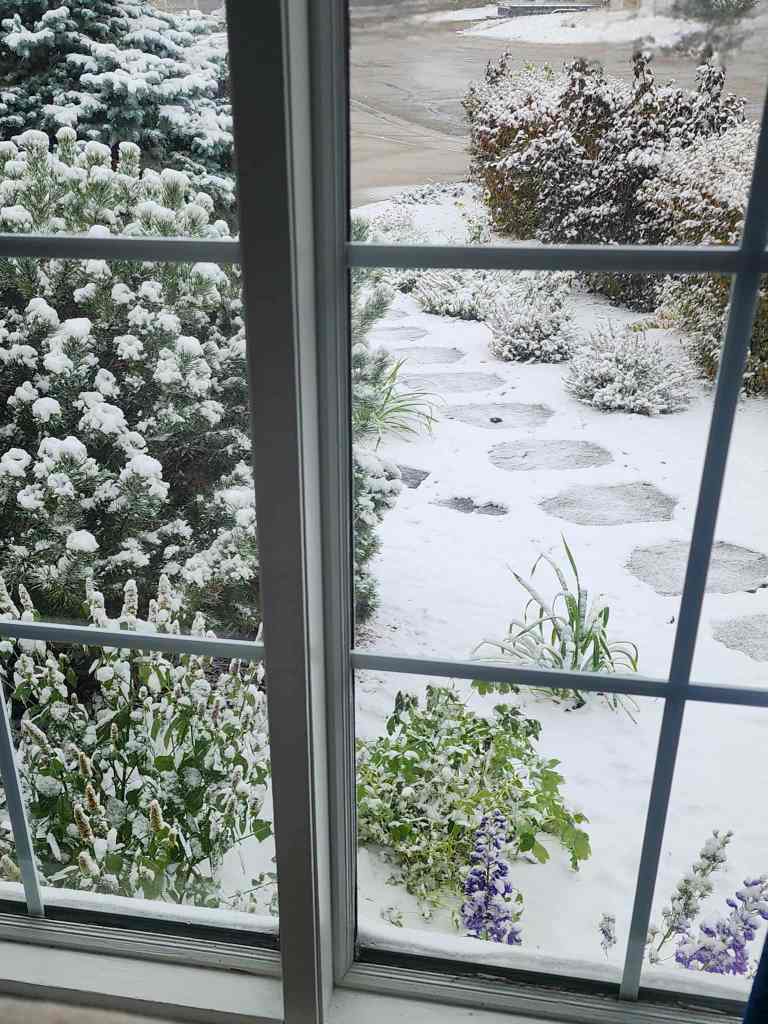 View of a snowy landscape from a window, featuring snow-covered plants and a stone pathway.