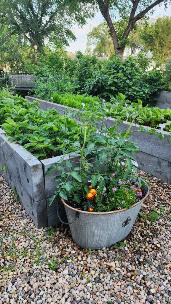 A vibrant potager garden featuring lush vegetable beds surrounded by greenery, with a metal container filled with colorful flowers and herbs in the foreground.
