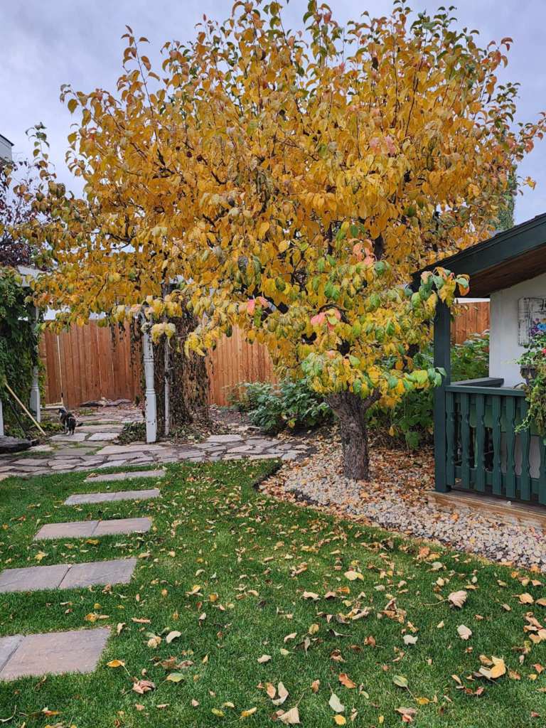 A vibrant autumn scene featuring a tree with golden and orange leaves in a garden. Stone pathway leading to a patio area and green gardening structure in the background.