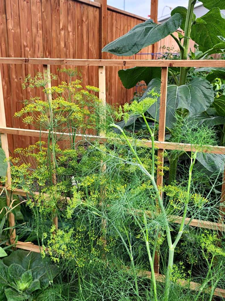 Close-up of a wooden trellis in a garden, displaying dill plants with yellow flowers alongside large green leaves from other plants.