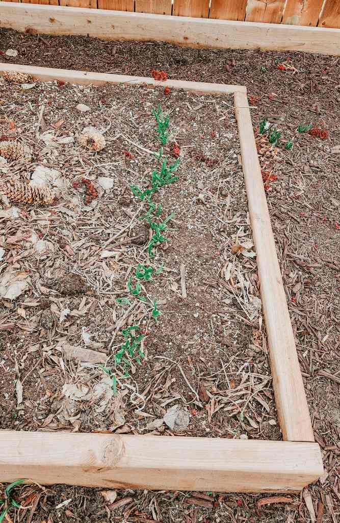 A garden bed with a wooden frame, featuring a patch of soil with scattered debris such as pine cones and leaves, and a few green spinach  seedlings sprouting in the soil.