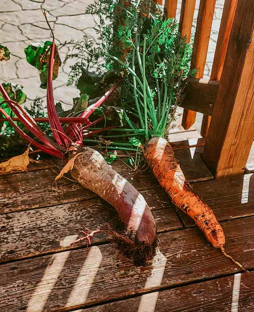 Freshly harvested carrots and beets placed on a wooden deck.