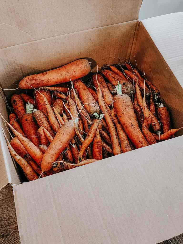 A cardboard box filled with freshly harvested carrots, showcasing a variety of sizes and shapes.