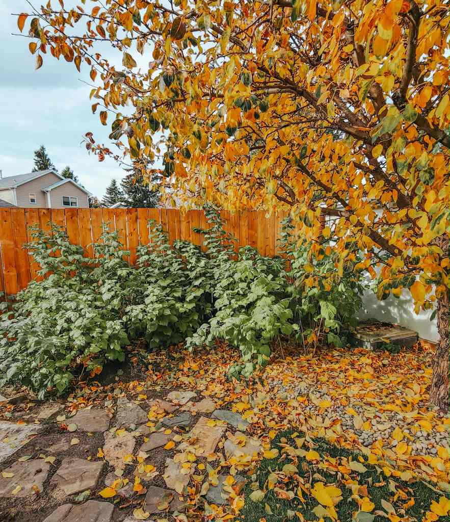 A garden scene featuring a tree with bright yellowing leaves, surrounded by green plants and a stone pathway covered with fallen leaves.