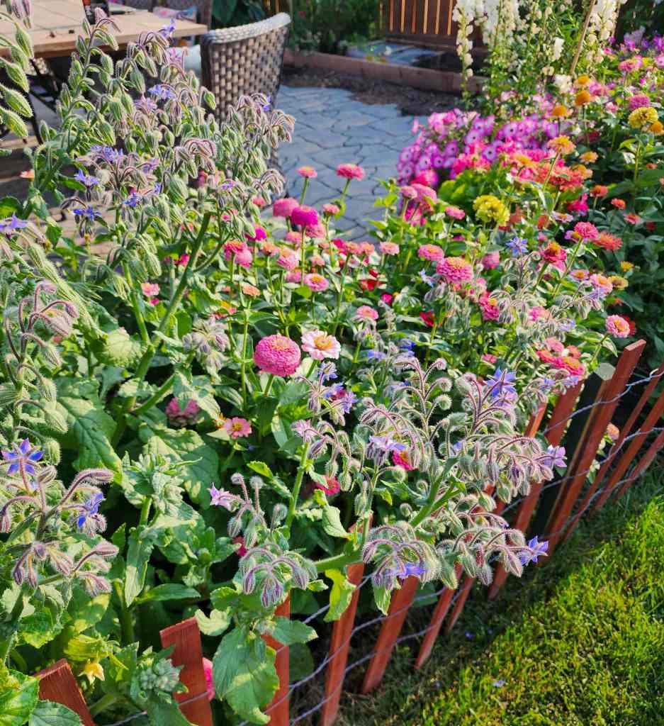 A vibrant and colorful flower garden featuring various blooming flowers including zinnias and borage, surrounded by a decorative wooden fence.