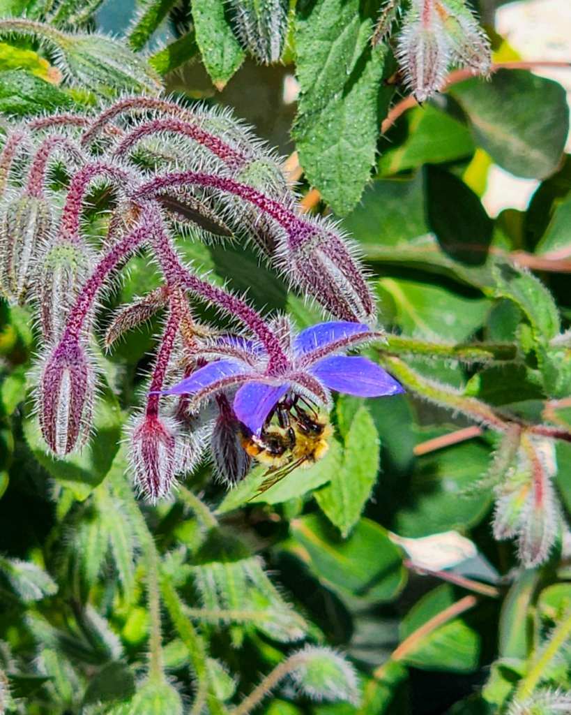 Close-up of a borage flower with a bee foraging on its vibrant purple petals, surrounded by green foliage.