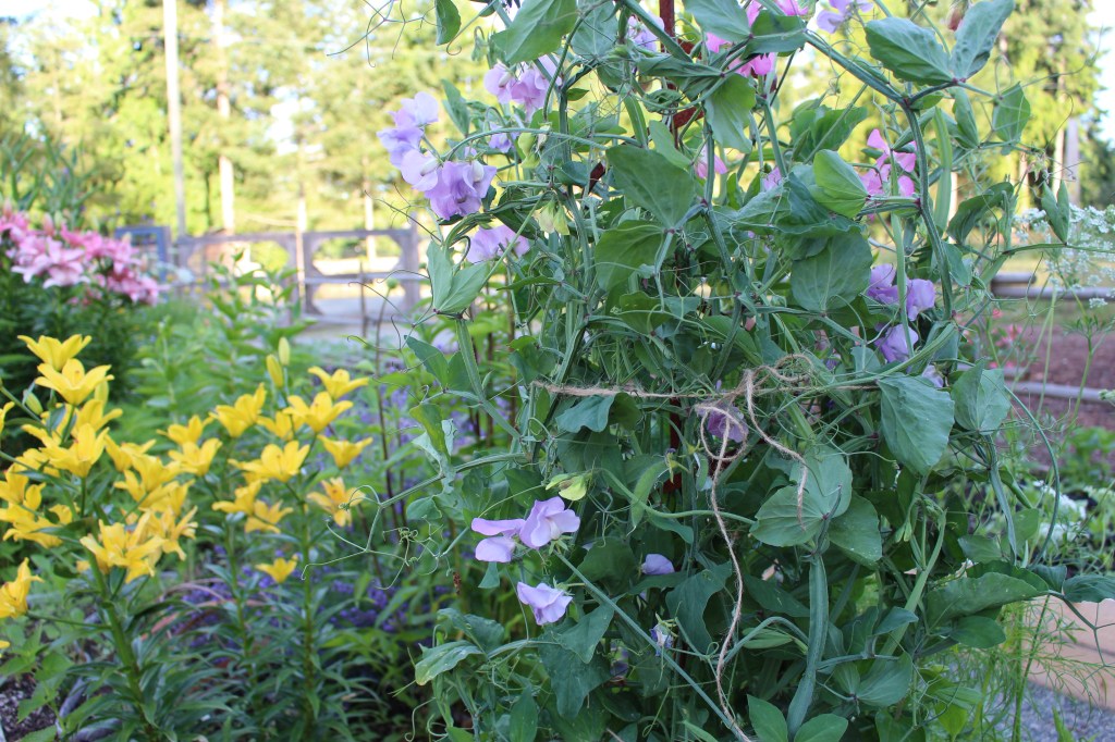 A vibrant garden scene featuring climbing sweet peas with purple flowers intertwined with green leaves, surrounded by yellow lilies and other colorful blooms in the background.